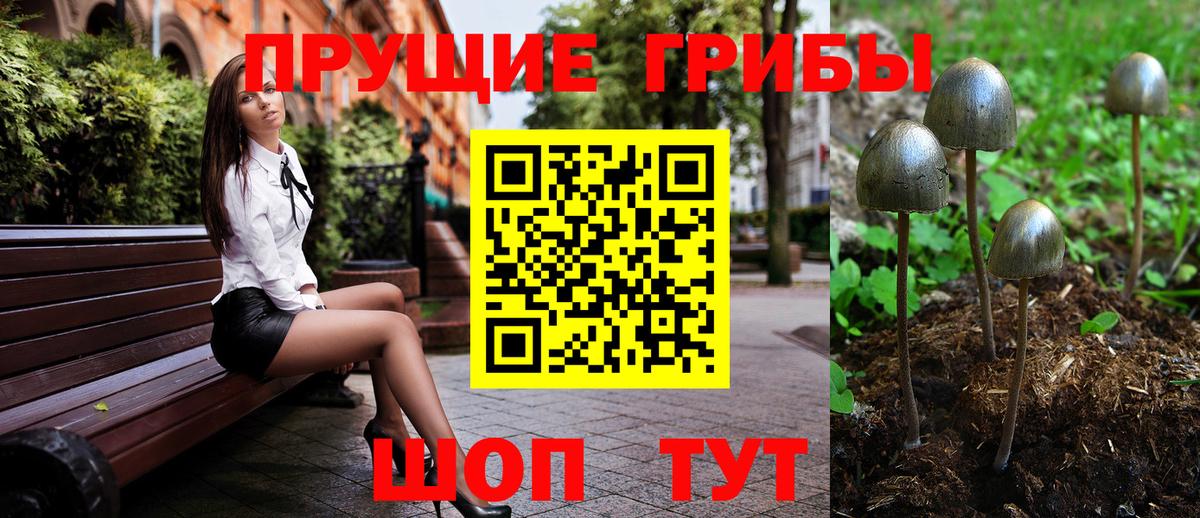Псилоцибиновые грибы Psilocybe  Вход с VPN  Северск 